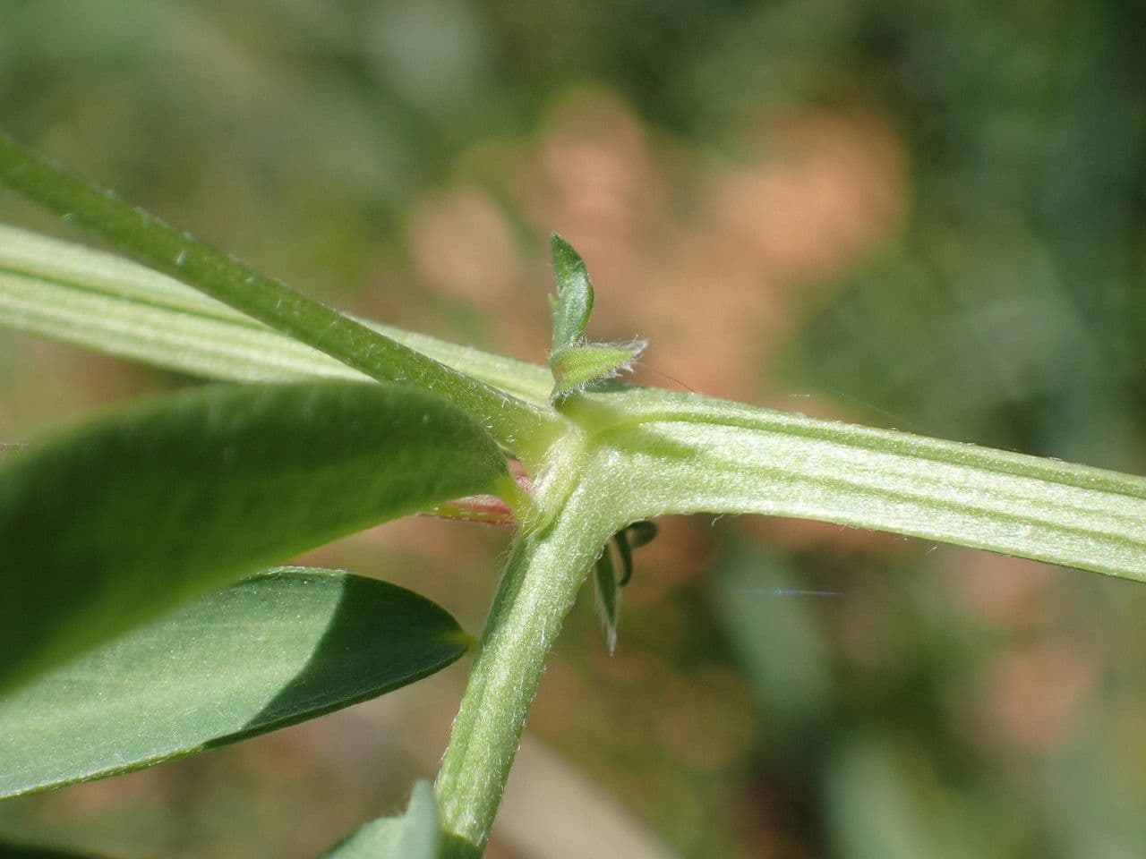 Vesce à une fleur 22