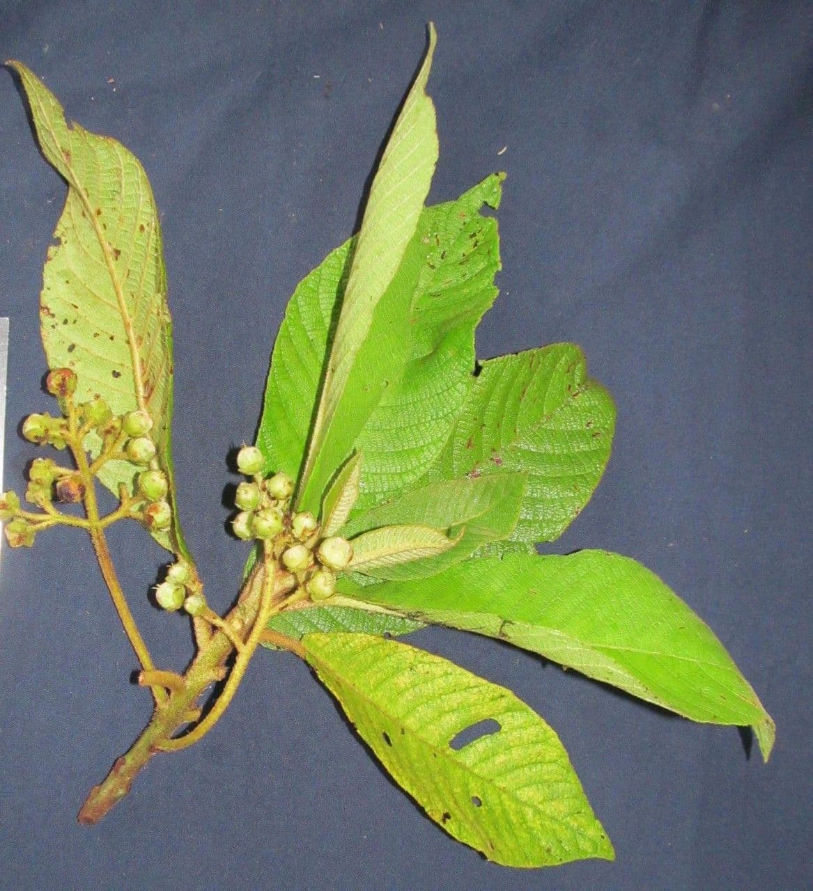 Saurauia 18