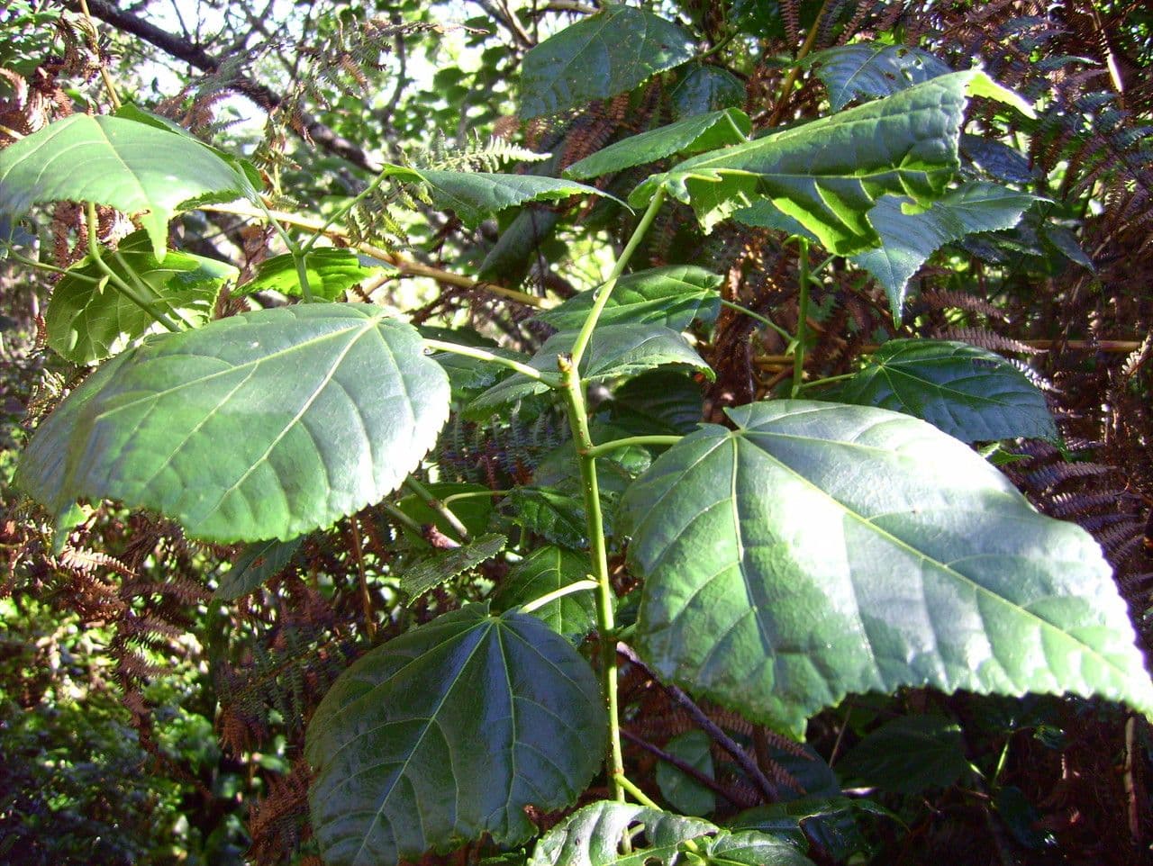 Dombeya 21