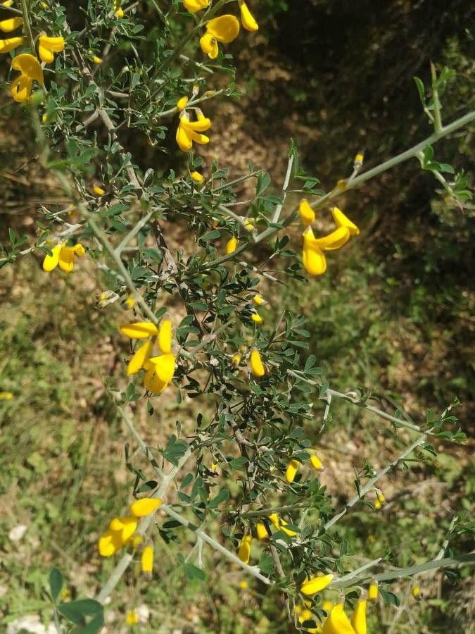 Calicotome spinosa 19