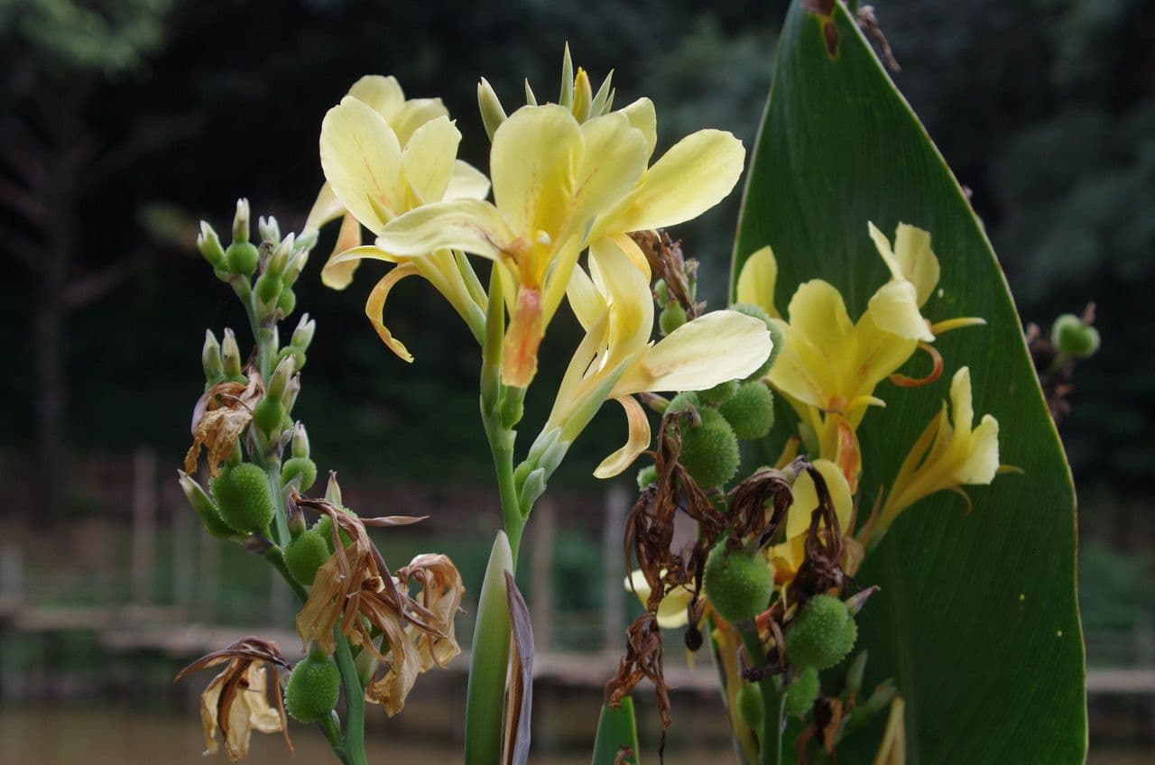 Canna glauca 9