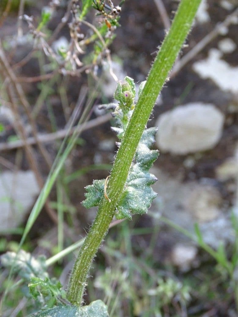 Senecio livido 18