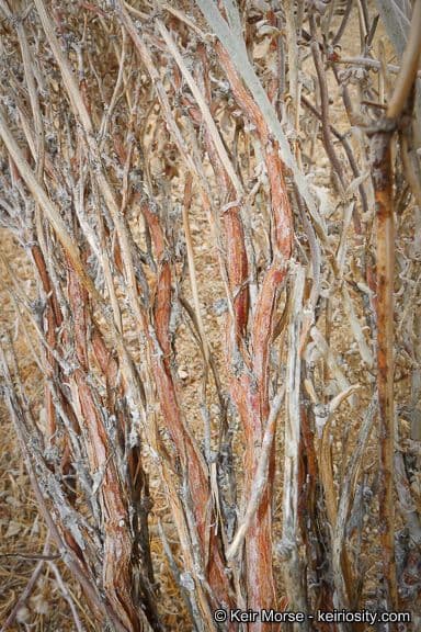 Yucca-Buckwheat 11