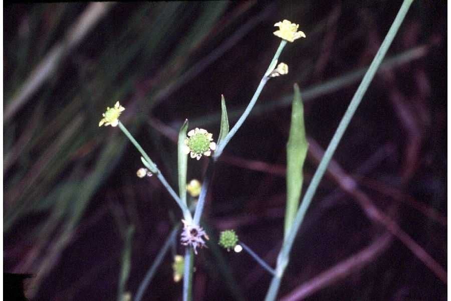 Ranuncolo minore 3