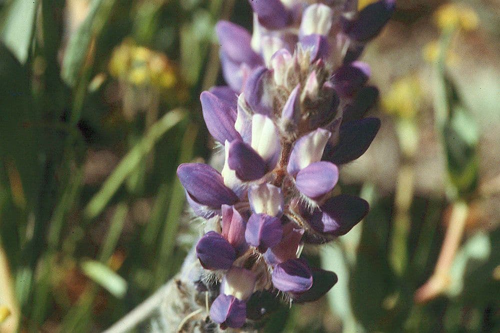 Donner See Lupine 4