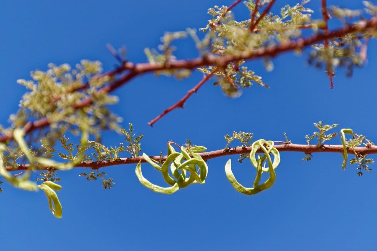 Acacia tortuosa 5