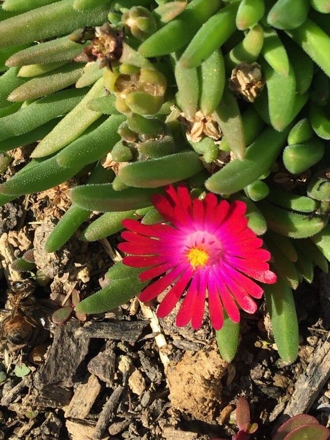 Fico degli Ottentotti 9