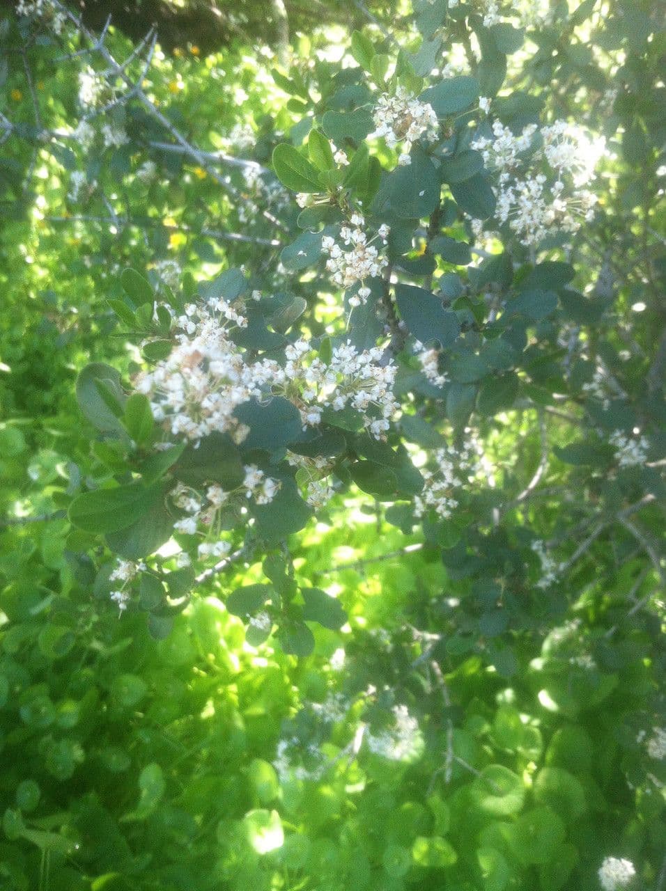 Ceanothus 11