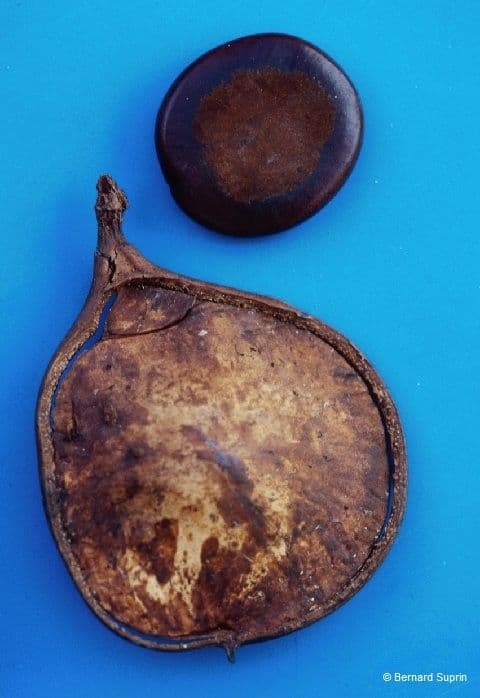 Entada phaseoloides 4