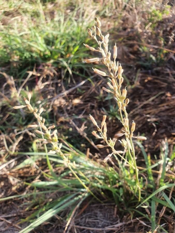 Chlorophytum gallabatense 15