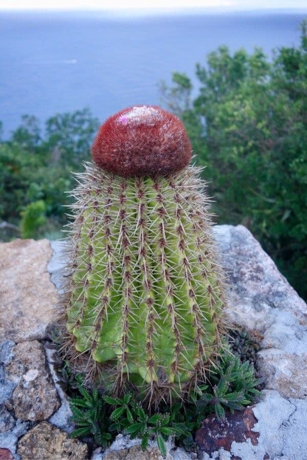 Melocactus 8