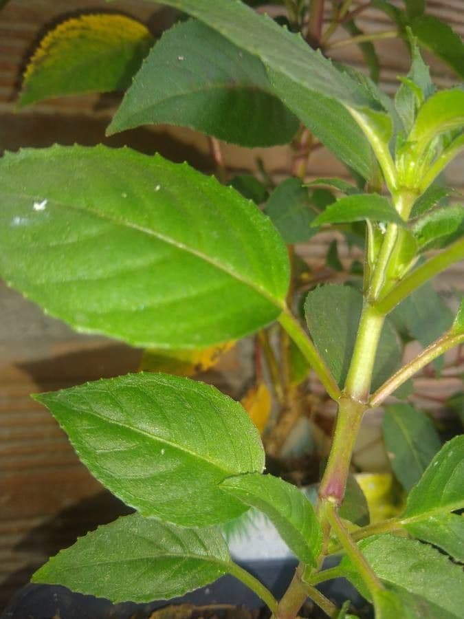 Fuchsien 21