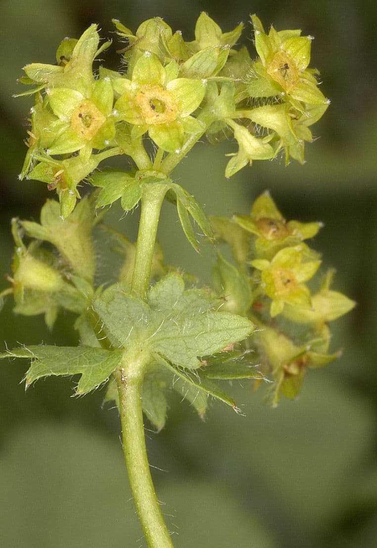 Alchemilla pelosa 3