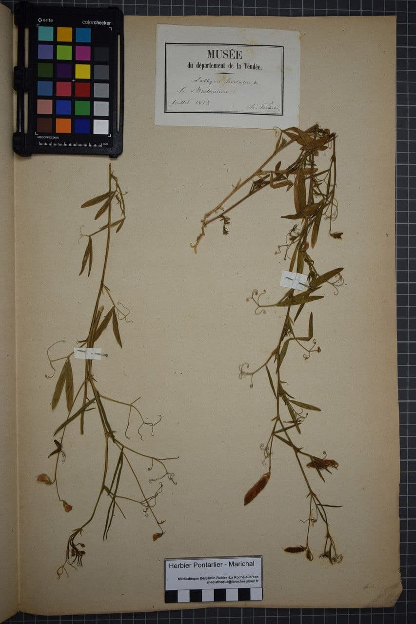 Cicerchia pelosa 26