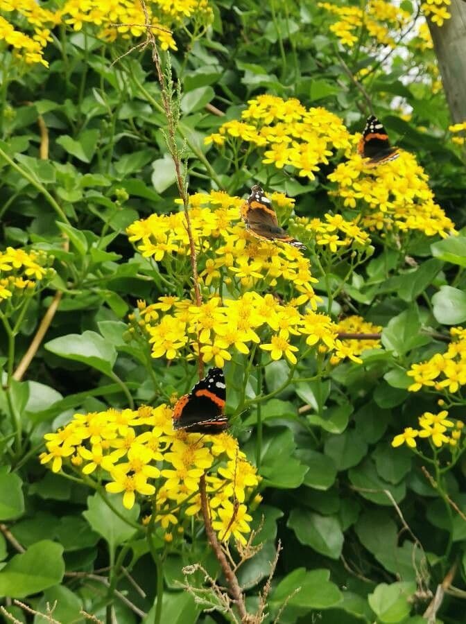 Senecio angulatus 7