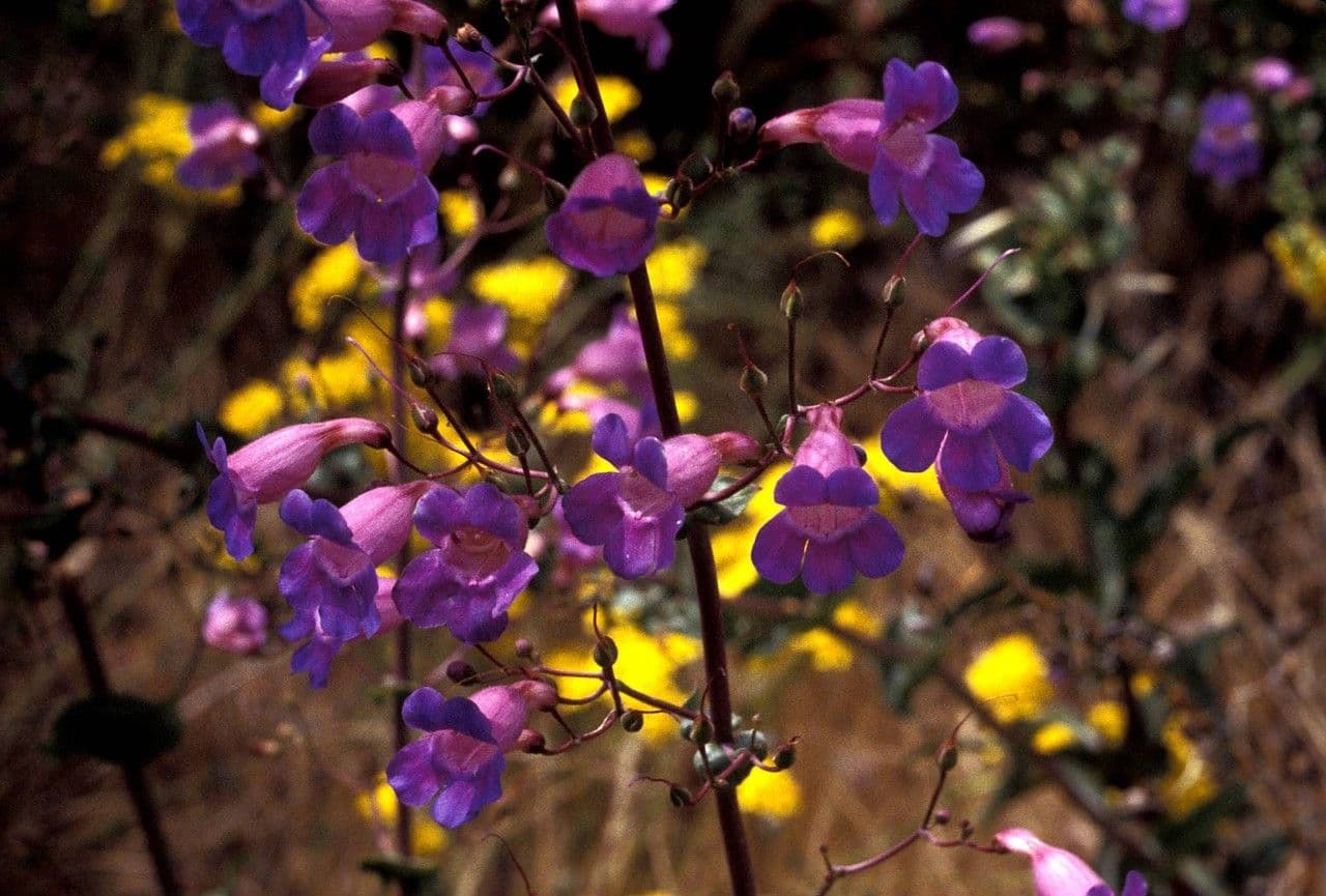 Linaria-like Penstemon 6