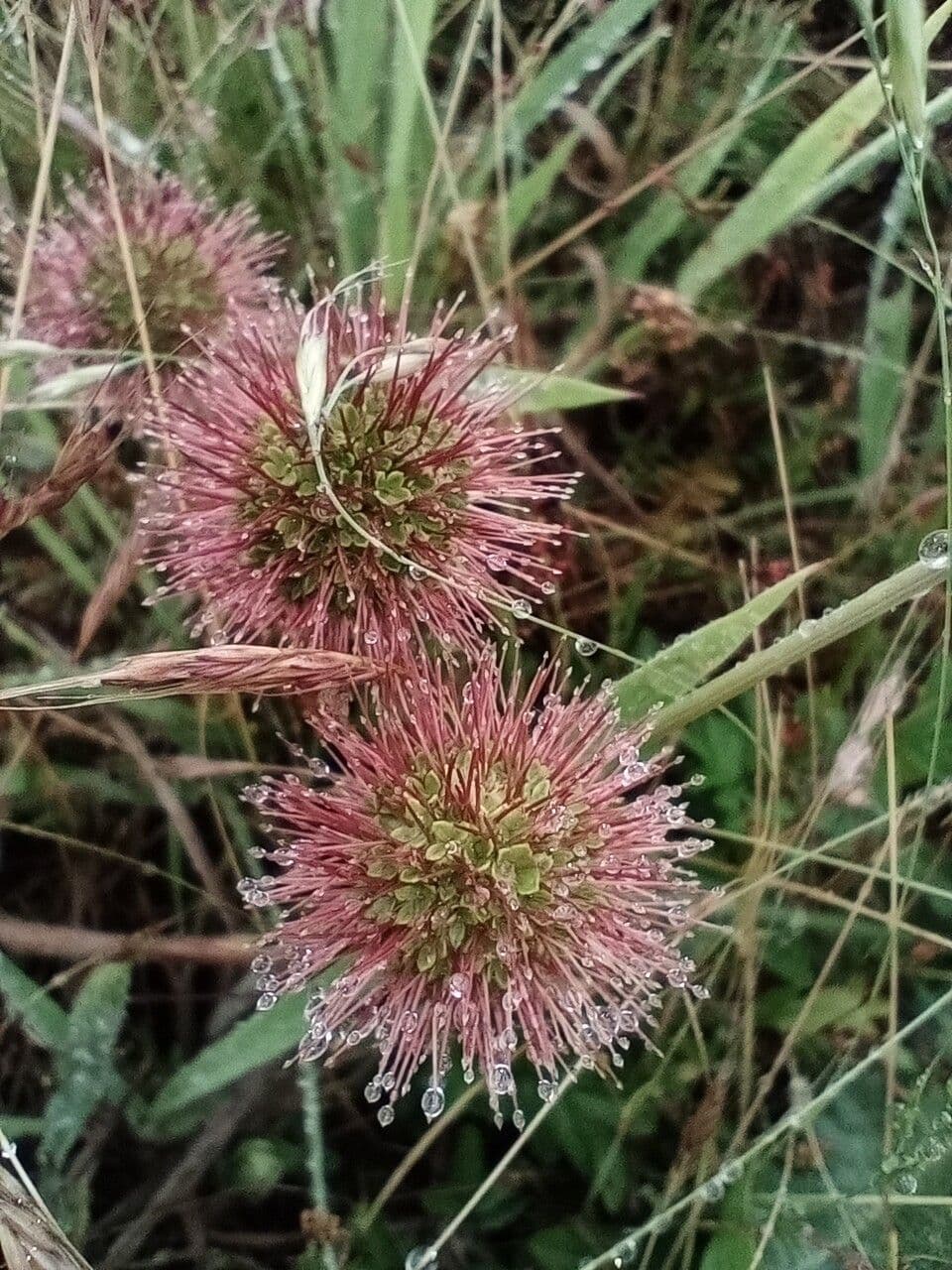 Acaena 7