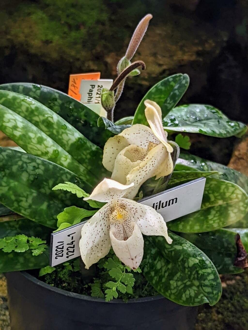 Paphiopedilum monocolore 3