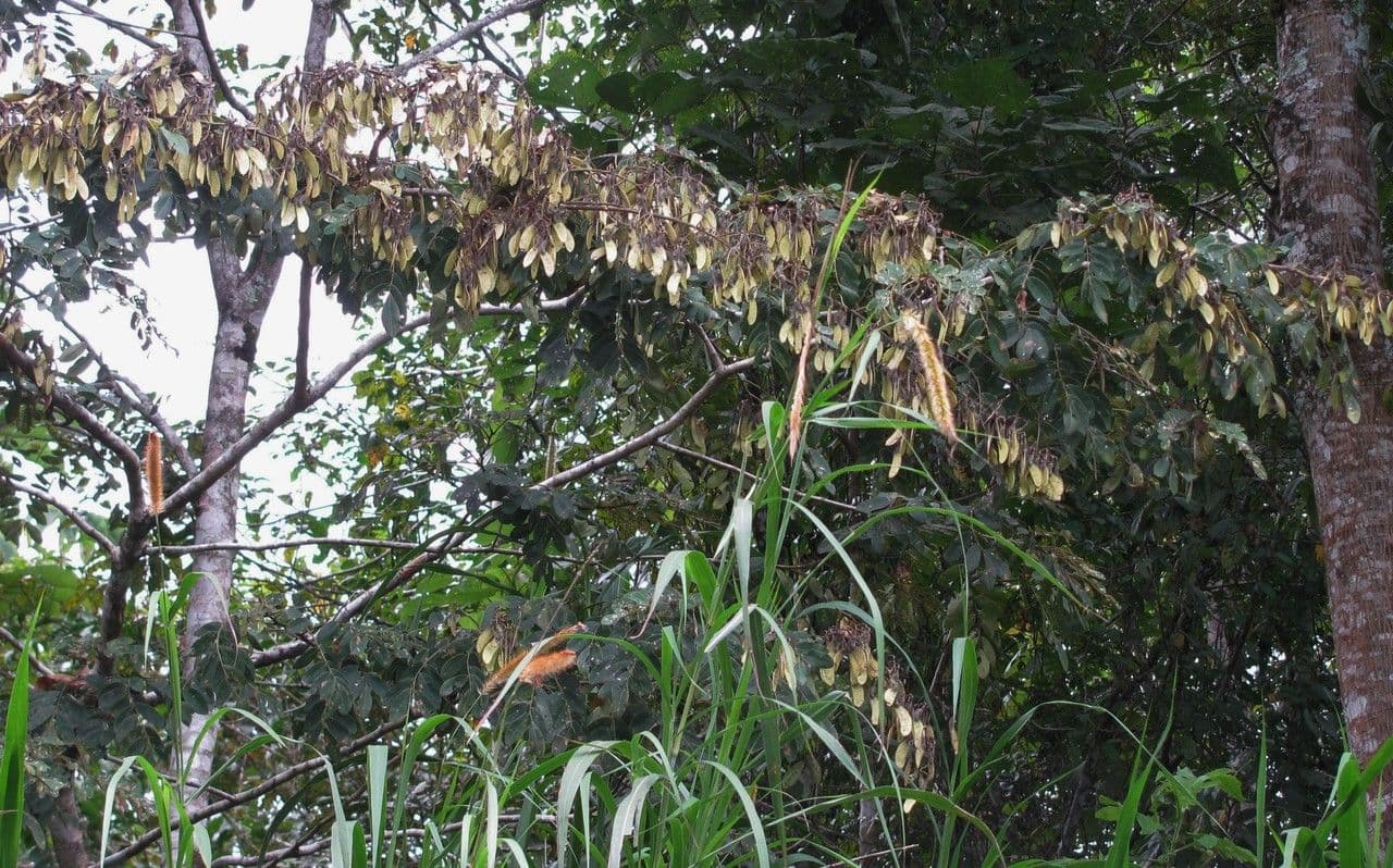 Machaerium biovulatum 12