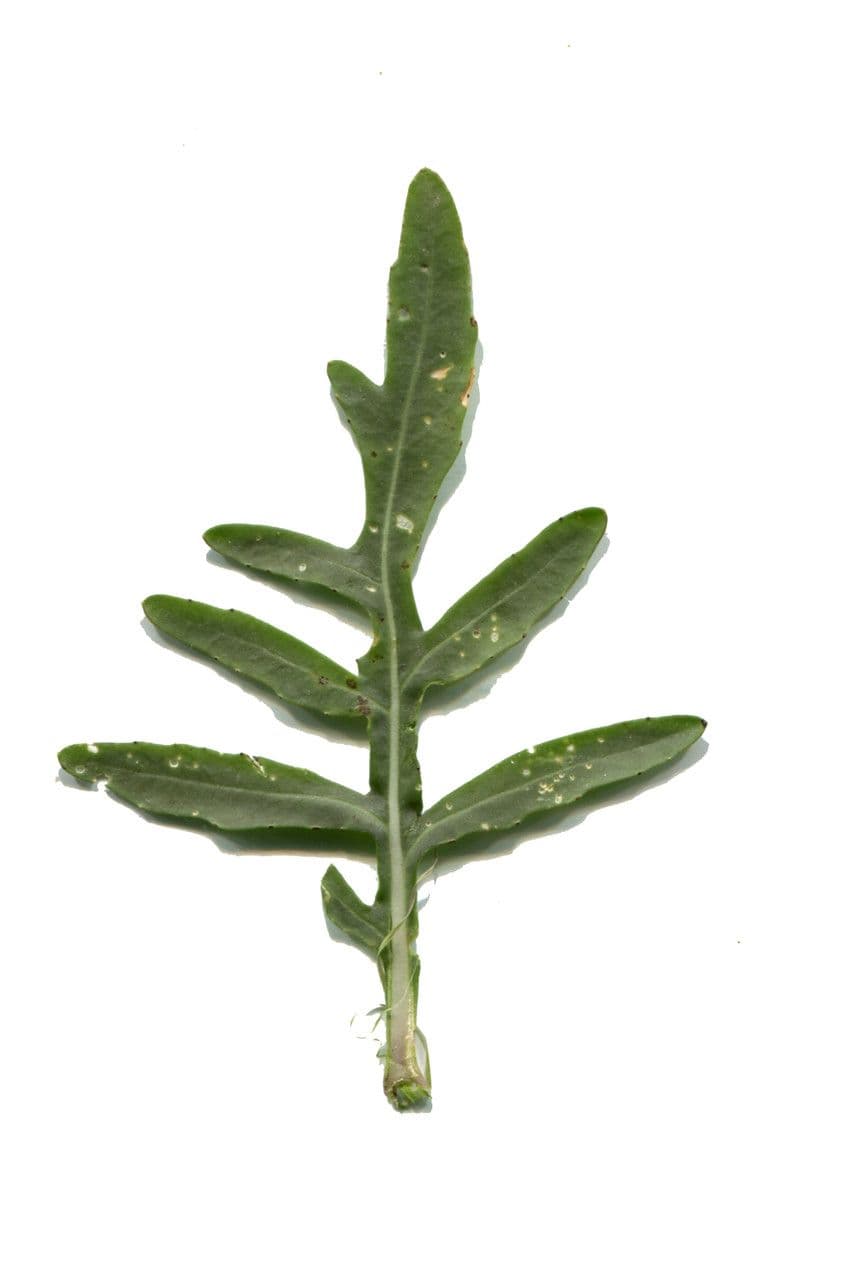 Diplotaxis à feuilles étroites 28