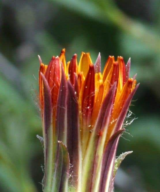 Agoseris retrorsa 6