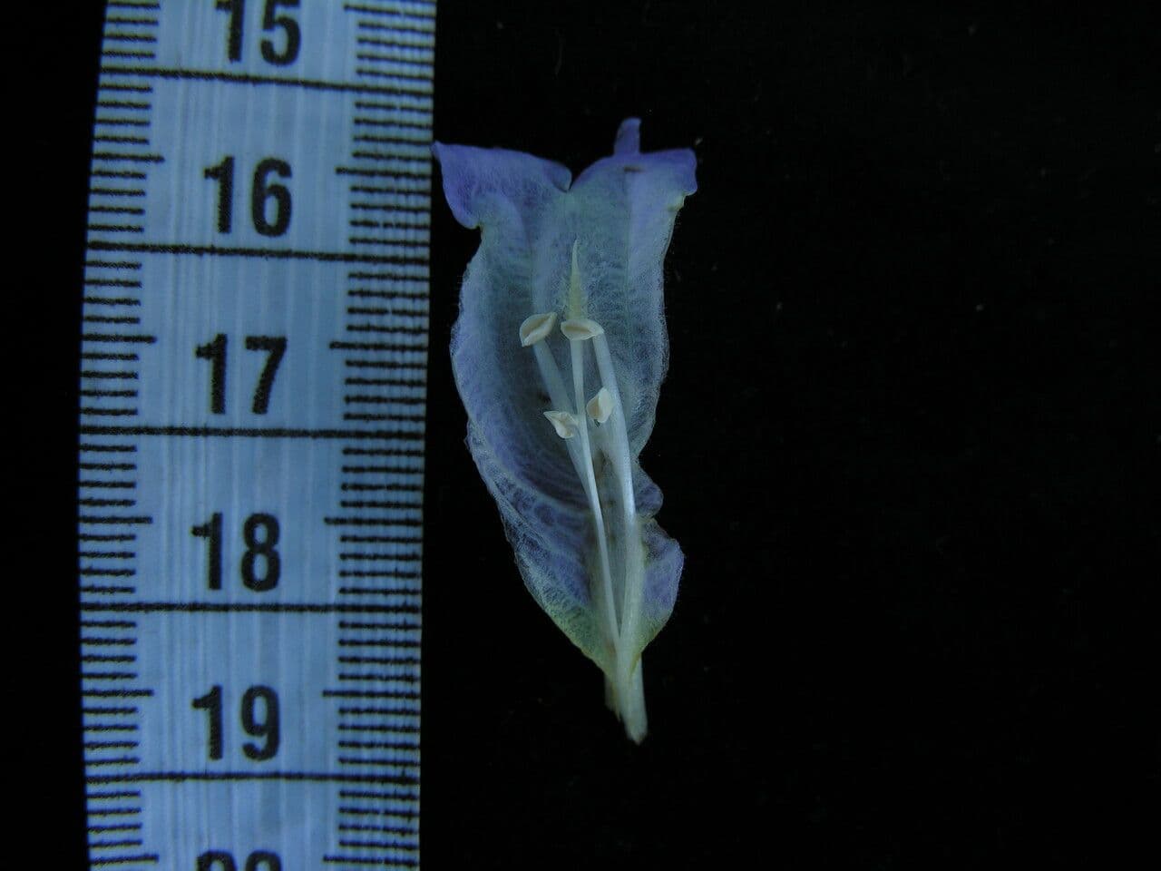 Hypoestes 23