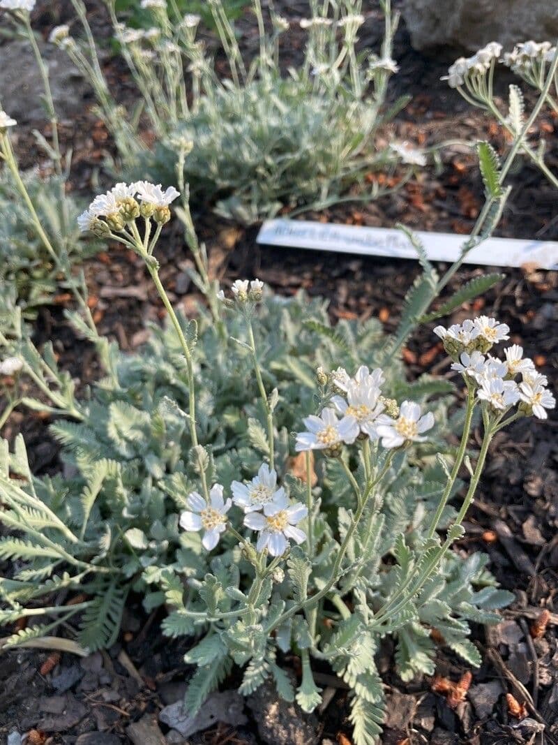 Achillea 4