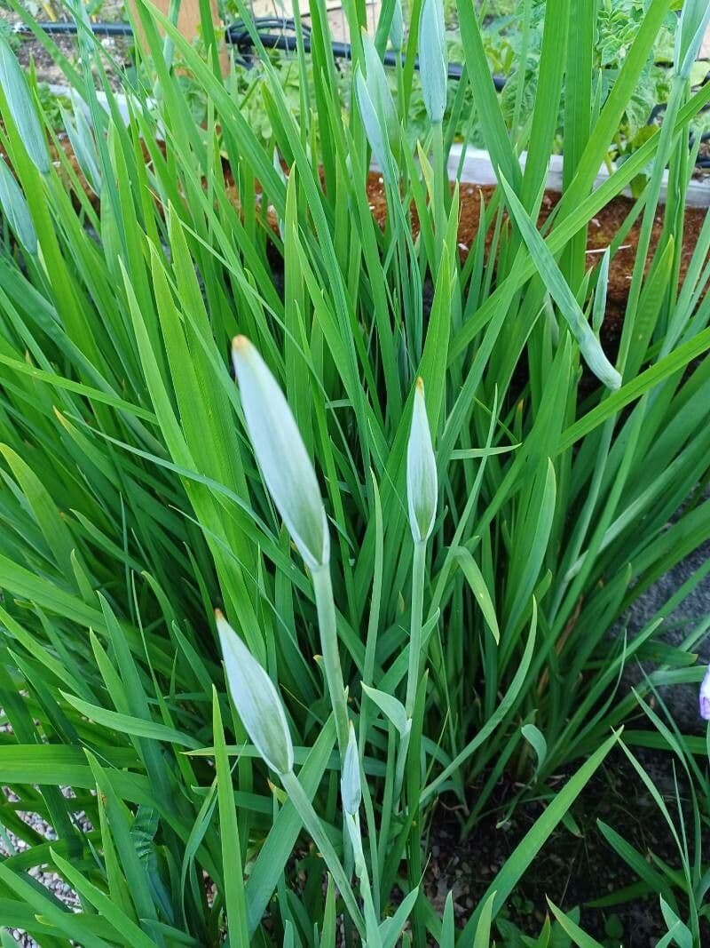 Schwert-Iris 13