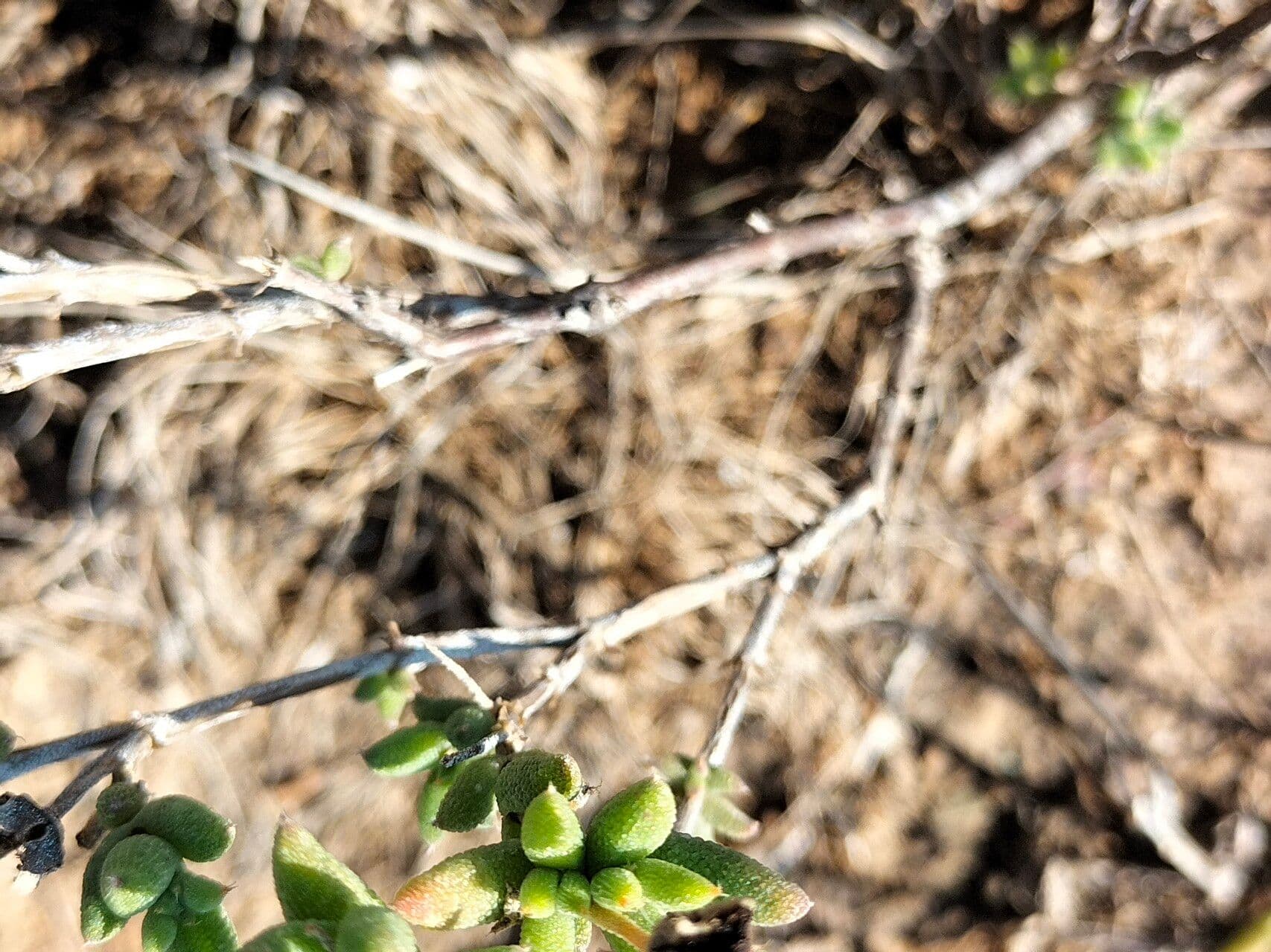 Trichodiadema 4