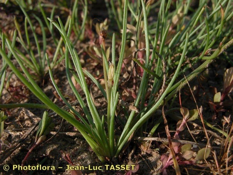 Littorella 6