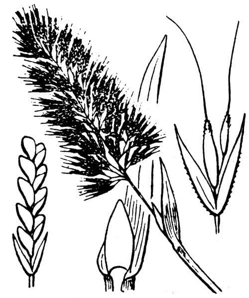 Lamarckia dorata 27