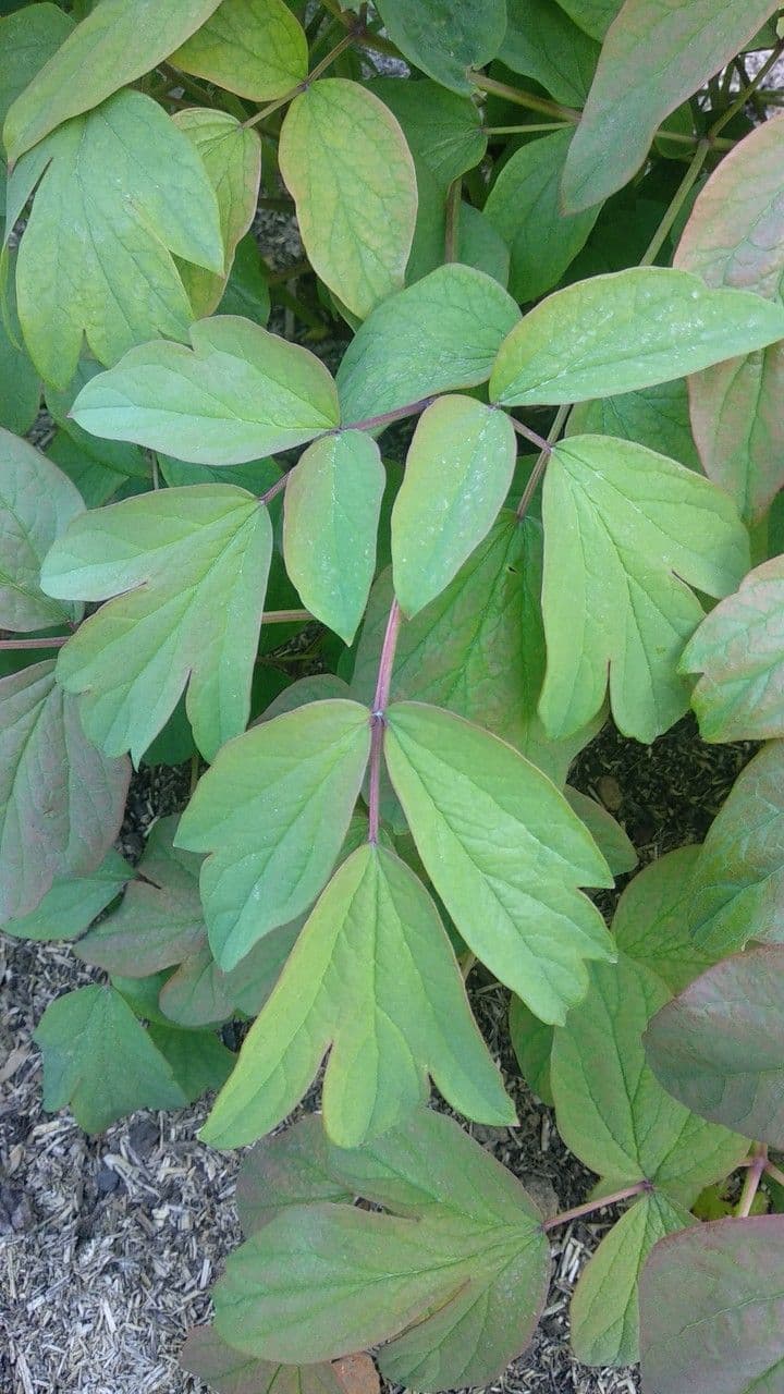 Peonia 6