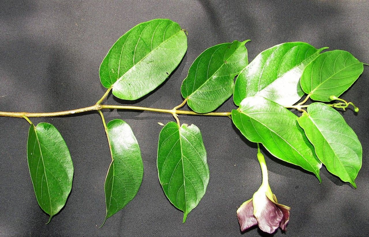 Mandevilla 2