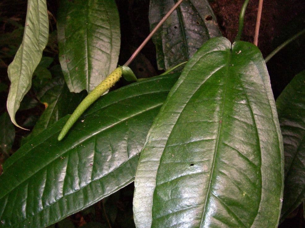 Anthurium 6
