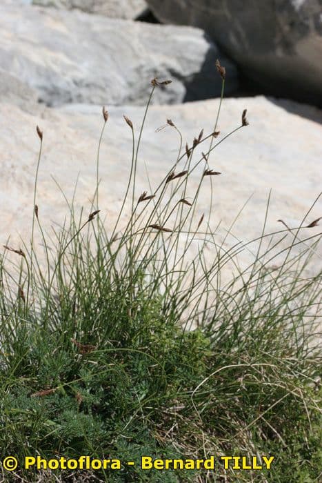 Carex mucronata 10