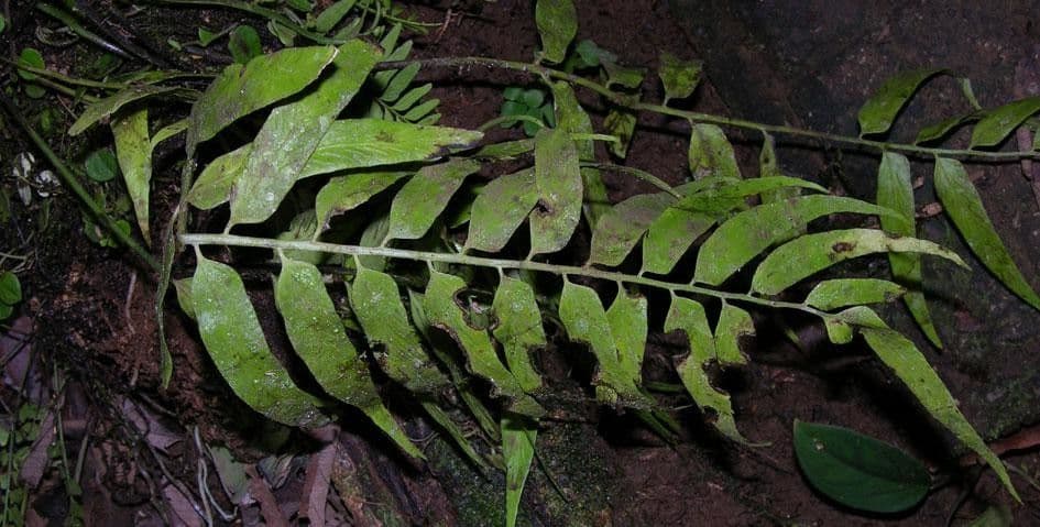 Spleénium à feuilles de noyer 6