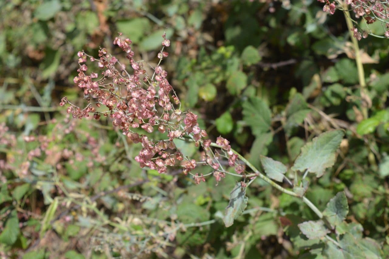 Rumex maderensis 8
