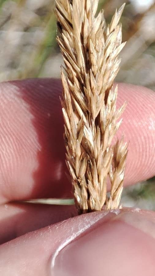 Koeleria glauca 3
