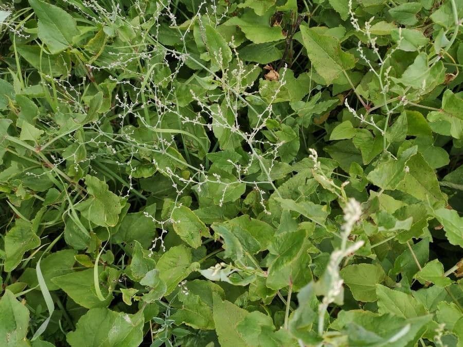 Rumex maderensis 5