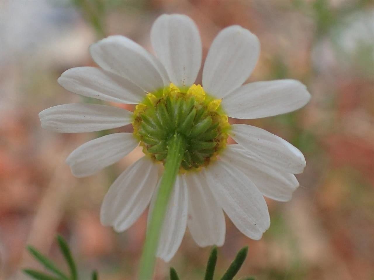 Camomilla comune 8