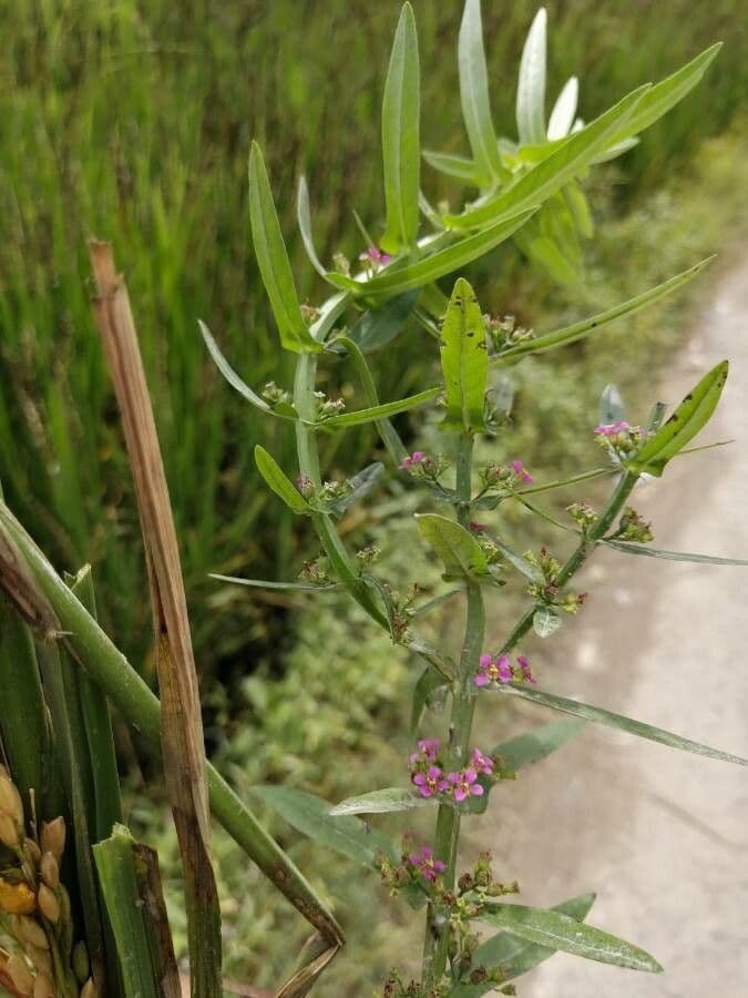 Ammannia baccheriforme 4