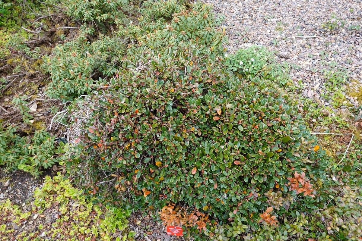 Rododendro 10