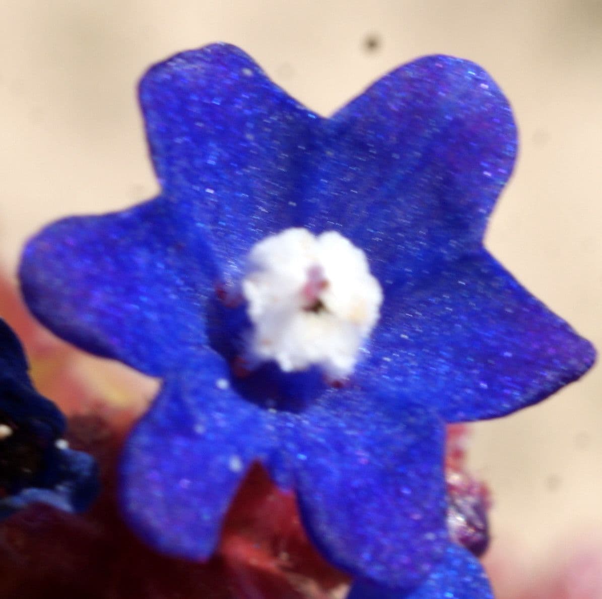 Anchusa 6
