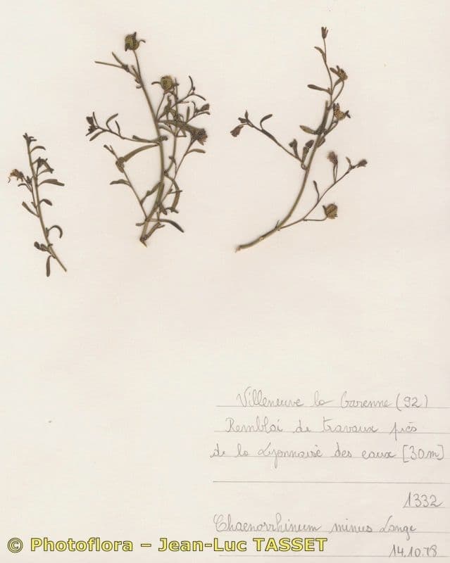 Linaria minore 23