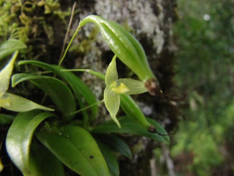 Bulbophyllum 12