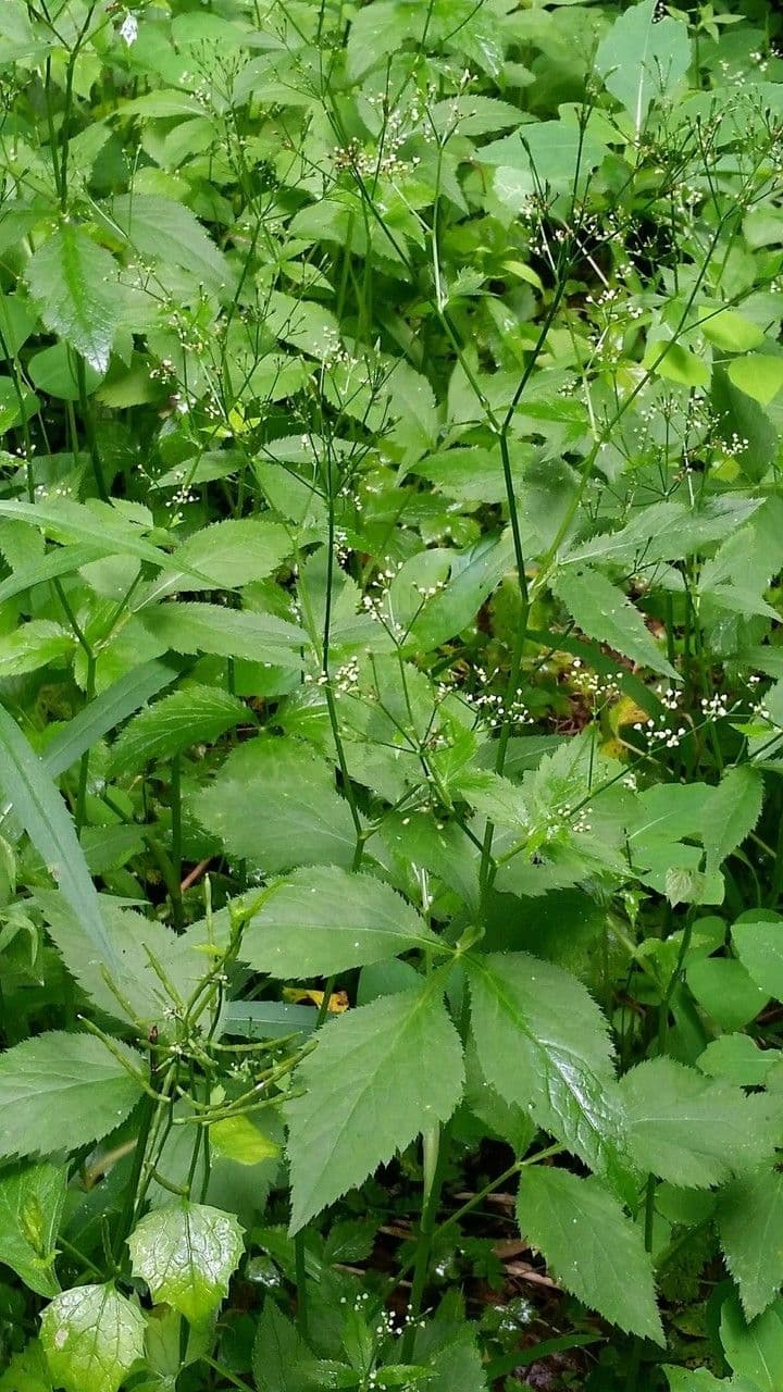 Criptotaenia canadensis 10