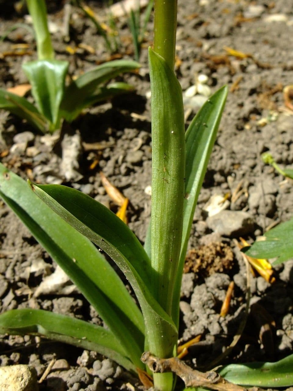 Stattliches Knabenkraut 21