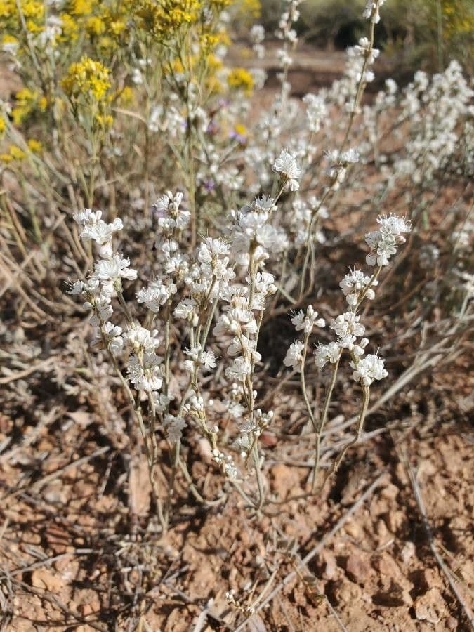Eriogonum Wrightii 5