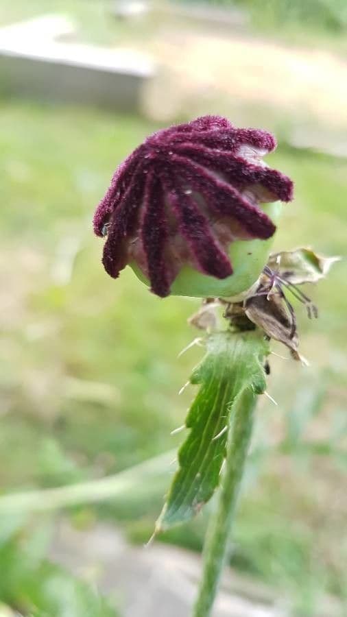 Scharlachmohn