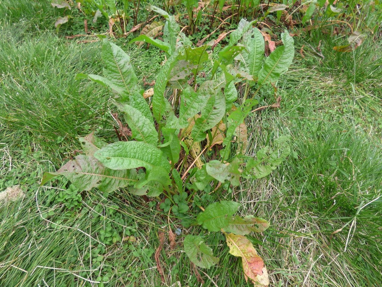 Acetosa abissina 6